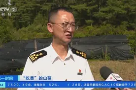 中国产山葵海外“吃香”！日本成中国山葵出口最大市场图片