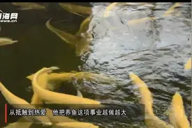 闯出精彩 | 牧渔11年 他让海南锦鲤首次“游”出国门图片