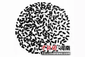 九千年前，贾湖先民吃些啥？图片