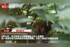 鸟妈妈喂养四只鸟宝宝这温情一刻，被她拍到了图片