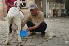 乡村振兴“新”面貌｜致富路上羊奶飘香图片