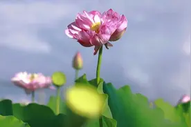 好运“莲莲” 云南普者黑景区惊现“双芯莲”图片