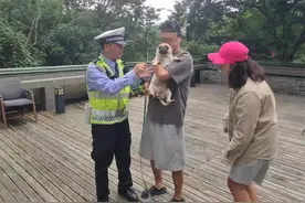 小狗被偷跳车“自救”，迷路后拦住警车求助图片