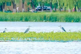 北京顺义：罗马湖为水鸟设生态浮岛图片