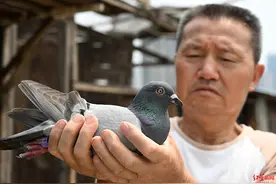 成都故事｜振翅1300公里，信鸽的“回家”背后：一个成都老人的40年人鸽情缘图片