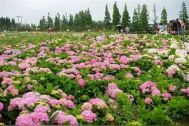 斗南湿地绣球主题花卉园7月1日迎客 20元/人/次图片