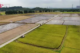 视频｜风吹稻浪，中山崖口夏收忙图片