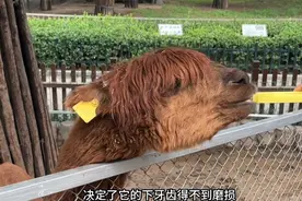 果然视频丨动物视界㊺——可爱羊驼的牙齿，原来是修出来的？图片