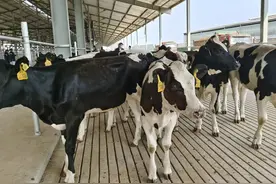 奶牛“落户”记图片