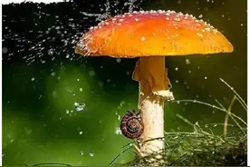 雨天说雨图片