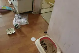 晨意帮忙丨00后女租客拖欠房费退租，房东进门差点吐了！还发现一只饿瘦的猫图片