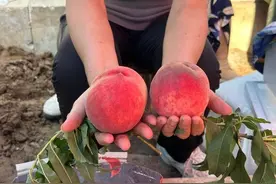 济南市南部山区第一届柳埠泉水仙桃采摘节开幕啦！图片