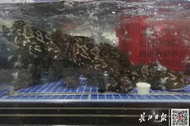 武汉首批上市！50元/斤，便宜近一半图片