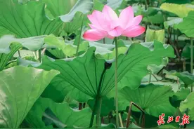 东湖赏荷地图出炉，快来邂逅夏日惊喜！图片