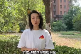 果然视频丨动物视界㊻——撞脸明星，小熊猫和浣熊你能分清吗？图片