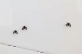 恶心的下水道生物，你家卫生间有吗？图片