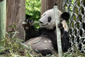 大熊猫背后的生物学密码：800度近视眼，每天饭量高达体重40%图片