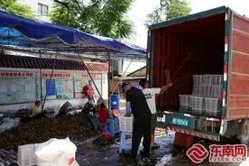 诏安建设乡荔枝甜蜜“上市” 农户采摘忙图片