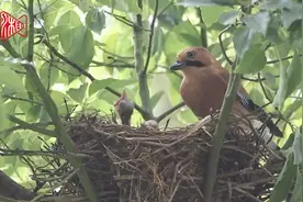 喂完孩子，这种鸟竟然这样清理窝巢！图片