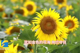 金色花海绚烂夺目 济宁西支河畔向日葵花开正艳图片