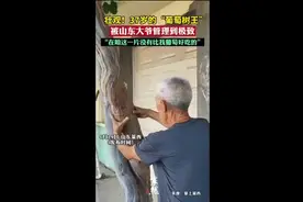壮观！37岁的“葡萄树王”被山东大爷管理到极致图片