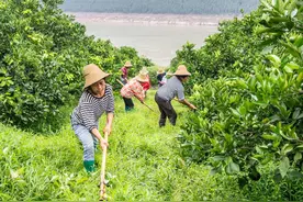 新时代中国调研行·长江篇丨三峡库区崛起“绿色明珠”图片