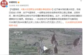 气温降低，澳大利亚野生动物撞车事故频发图片
