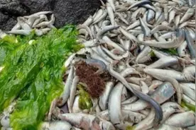 韩国海岸连续发生鱼群大量死亡事件图片