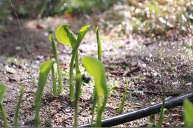 “黄梅天”浑身不舒服？养生调养记住这八点图片