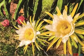 远望如星海 厦门将迎新一批火龙果花开图片