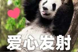 熊猫表情包来啦！听说今天有三个小熊友过生日图片