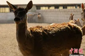 探访新疆兵团马鹿养殖场：货车司机成养鹿“专家”图片