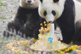 好欢乐！大熊猫“花花”和“和叶”同框吃生日蛋糕图片