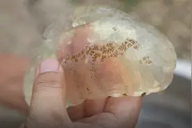 一水塘发现“不明生物”，仔细一看，不得了啊！图片