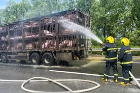 五车小猪高速路中暑，“蓝朋友”紧急降温图片