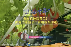 丝路十年丨寿光菜种到荷兰！世界“菜篮子”有咱山东印迹图片