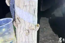 金蝉养殖让土地生“金”图片