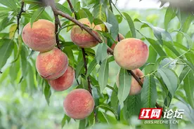 春天认养一棵树，盛夏收获一树桃，桃花与桃子这里都有图片