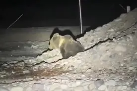 棕熊在全国海拔最高的边境检查站附近出没，民警：高海拔地区常见，一般不伤人图片