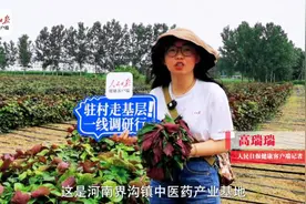 记者驻村见闻⑧|体验除草、采摘，才知物力维艰图片