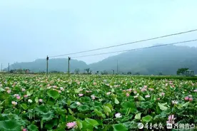 荷芰香气青嶂里，风烟艳日半天晴赵寅辰律绝三首图片