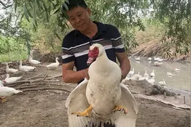 红嘴雁养殖 开启致富门图片