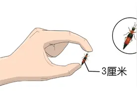 遇到这几种虫子，千万别拍死！否则后果可能会很严重……图片