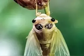 向阳而行丨为生命努力歌唱图片