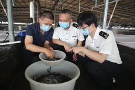 “突然接到韩国订单”！广东南海活鳗苗首次出口国外图片