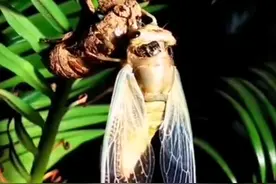 完美“重生”！网友蹲守两小时，拍摄“金蝉脱壳”全过程图片