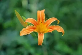 公园绿地里的“黄花菜”秀色可餐？当心这些夏花图片