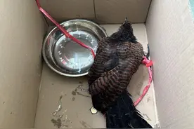 似鸡又似鸦！原来是国家二级保护动物图片