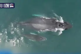 原来座头鲸通过喷射乳汁完成哺乳图片