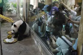 广西柳州大熊猫“炫”榴莲庆生图片